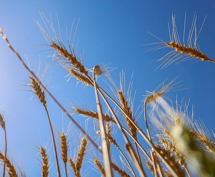 Russian Invasion May Cause Wheat, Corn Crisis In Iran