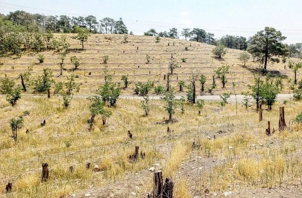 پارک‌های جنگلی تهران در معرض خطر خشکیدگی قرار گرفته‌اند