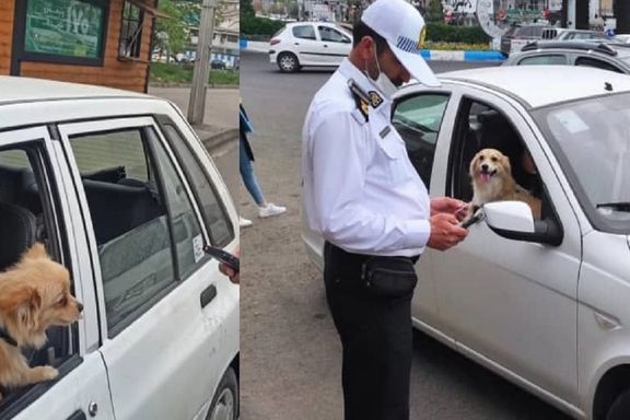 پلیس راهور اردبیل گفت با سگگردانی داخل خودرو برخورد خواهد کرد