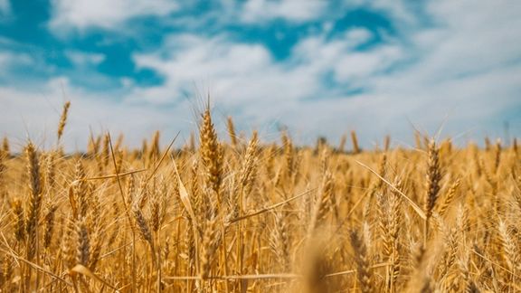 فرانسه: جنگ اوکراین بین ۱۲ تا ۱۸ ماه آینده به بحران غذایی در خاورمیانه منجر میشود