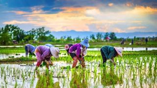 Iran Revolutionary Guards Enter The Rice Business