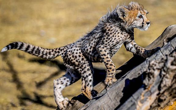 مدیرکل محیط زیست سمنان: میتوانیم در محیط آزمایشگاهی جنین یوزپلنگ تولید کنیم