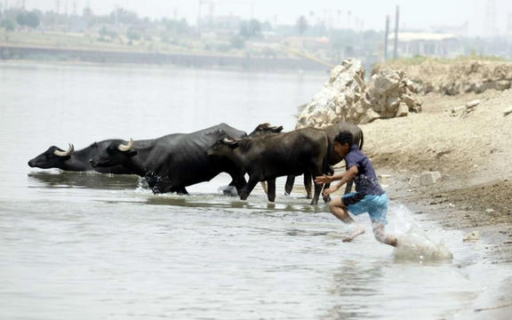 یک مسئول صنفی در دشت آزادگان خوزستان: هفتههای اخیربیش از ۱۰۰ گاومیش براثر بیآبی تلف شدند