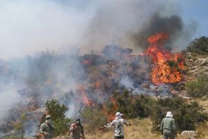 Wind and dry vegetation fuel forest fires in Iran’s Hyrcanian woodlands