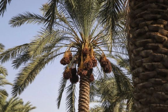 رییس انجمن ملی خرما صادرات نخلهای ایران به کشورهای عربی را تایید کرد