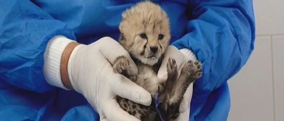 رییس نظام دامپزشکی با سپردن مراقبت از توله یوز «ایران» به دامپزشک اندونزیایی مخالفت کرد