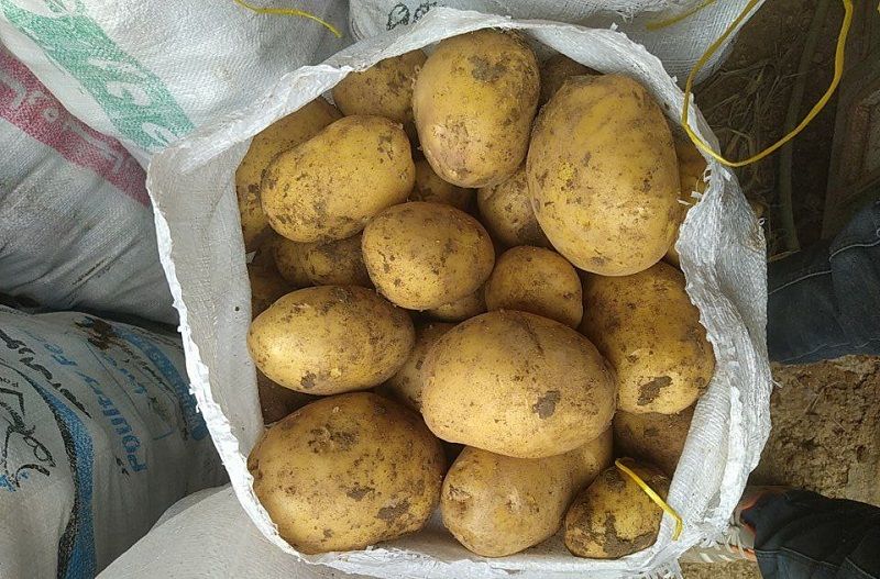 بحران سیب‌زمینی و گله اصلاح‌طلبان از مافیا؛ خبرگزاری قوه قضاییه دولت را مقصر دانست