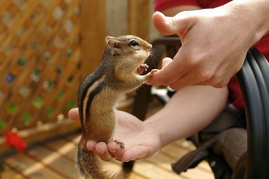 رییس سازمان حفاظت محیط زیست: خرید و فروش و قاچاق حیوانات وحشی زیاد شده است