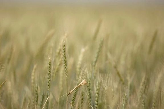 Stalks of wheat grow at a farm near Gonbad, 550 km (342 miles) northeast of Tehran, May 6, 2008