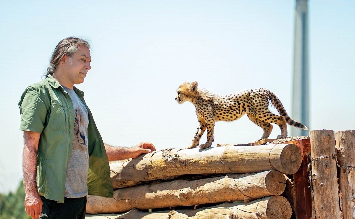 Asiatic cheetah cub Pirouz and Alireza Shahrdari, his main caretaker 