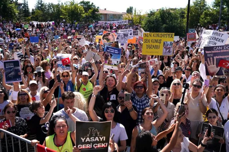 خطر کشتار وسیع سگ‌های خیابانی ترکیه با تصویب قانونی جدید