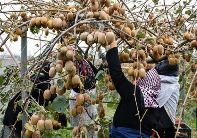 هند هم کیوی ایران را نپذیرفت؛ اتحادیه بارفروشان: ایرانیان مستحق خوردن نیترات نیستند