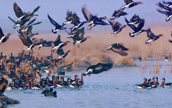 فعال محیط زیست: قاچاقچیان پرندگان مهاجر مازندران را ۵ تا ۱۵ میلیون تومان میفروشند