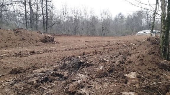 «وای بر ما، خدایا ما را نبخش»؛ واکنش گلمحمدی به قطع ۴ هزار درخت هیرکانی در نور مازندران