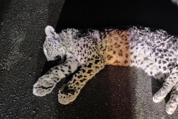 یک قلاده پلنگ هفتماهه در اثر تصادف در جاده کوهچنار به شیراز کشته شد