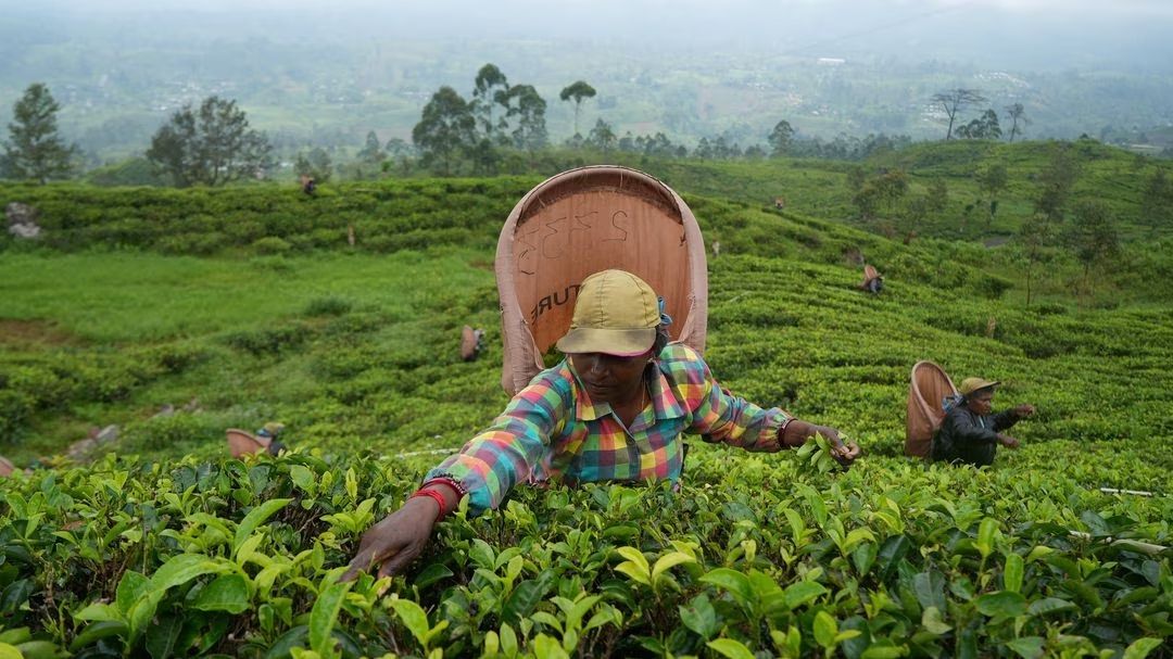 Sri Lanka To Start Tea-For-Oil Barter With Iran Next Month 
