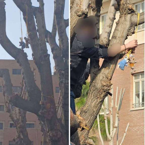 A Basij-affiliated student climbs a tree at Sharif University to remove stuffed rats hung by protesters mocking Supreme Leader Ali Khamenei as “Rat-Ali.”
