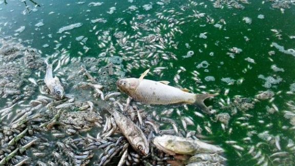 رییس محیط زیست دشت آزادگان: تامین نشدن حقابه هورالعظیم جان ماهیها را گرفت