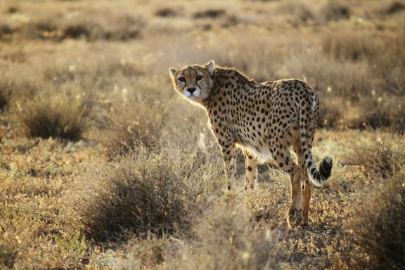 رییس بیمارستانهای دامپزشکی تهران: «ایران»، یوزپلنگ ایرانی، باردار نیست