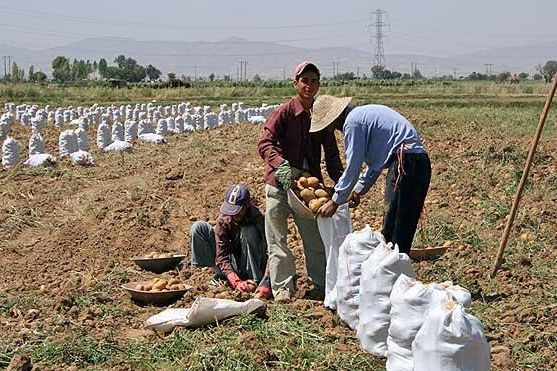 Turkmenistan, Uzbekistan Reject Iranian Produce Over Pesticide