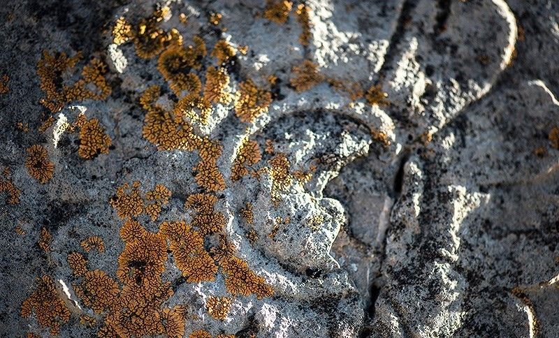 Persepolis monuments are increasingly being damaged by the growth of lichens (undated)