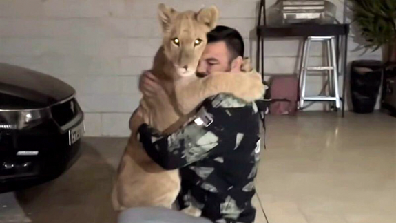 توله شیر امیر علیاکبری در باغ وحش ارم توسط دو شیر دیگر کشته شد