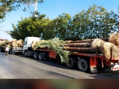 گمرک با تایید گزارشها درباره صادر شدن نخل از ایران: از سوی قطر پذیرفته نشد و برگشت خورد
