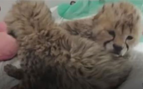 معاون سازمان محیط زیست: توله سوم یوزپلنگ «ایران» آسیبدیده و امیدواریم زنده بماند