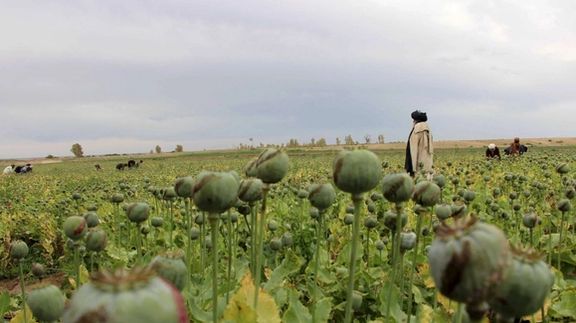 باحث في قضايا الإدمان: زيادة سعر الدولار أدت إلى ارتفاع سعر الأفيون