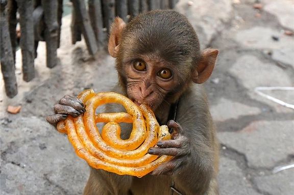 پلیس آمریکا از فرار ۴۳ میمون از یک مرکز تحقیقاتی در کارولینای جنوبی خبر داد