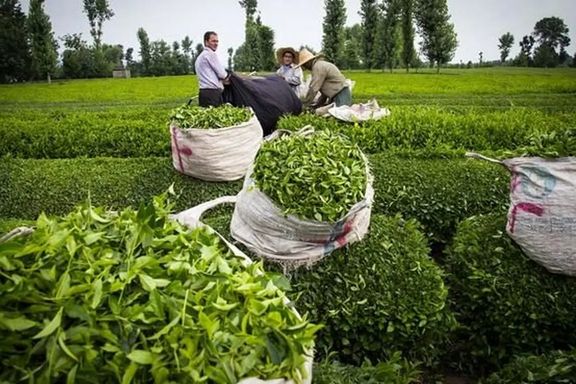Tea plantation in Iran