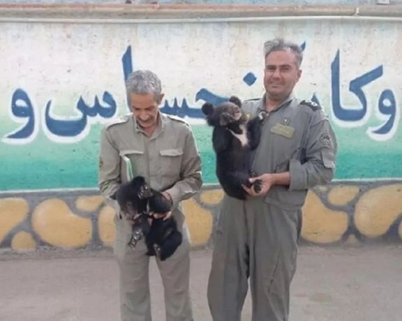 دو توله خرس سیاه بلوچی در یک اتوبوس مسافربری در گناباد کشف شدند