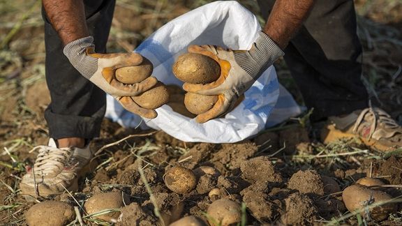 برگشت خوردن محصولات کشاورزی ایران؛ عضو کمیسیون کشاورزی: بعضی محصولات مصرفی مردم سالم نیست