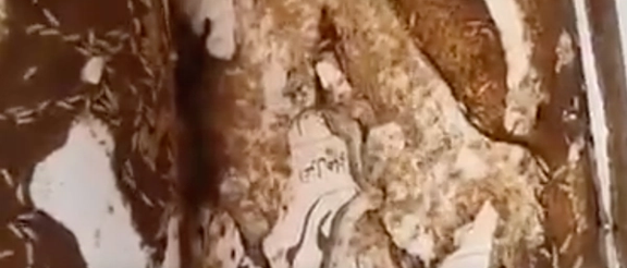 کتابهای یک کتابخانه عمومی لرستان که پنج سال بررسی نشده بود با حمله موریانه از بین رفت