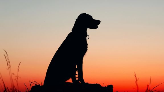 یک کروکودیلشناس بریتانیایی برای آزار جنسی سگها به بیش از ۱۰ سال زندان محکوم شد