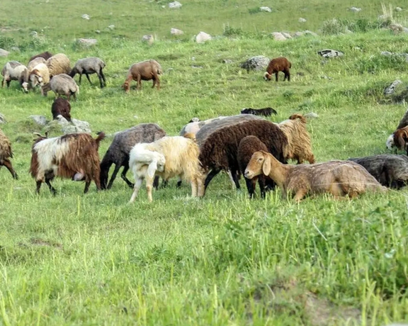 عضو انجمن صنایع خوراک دام: بهخاطر سیاست اشتباه، خوراک دام کم آمد دامداران دامها را کشتند