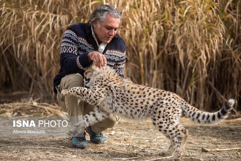 Asiatic cheetah cub Pirouz playing with Alireza Shahrdari, his main caretaker 