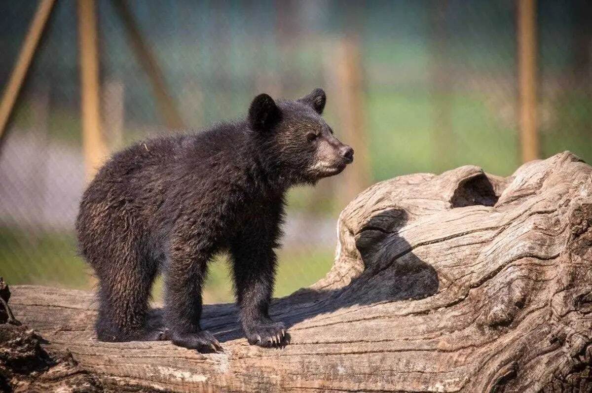 یک هفته پس از گم شدن توله خرس در پارک پردیسان؛ حیوان تلف شده یا به فروش رسیده؟