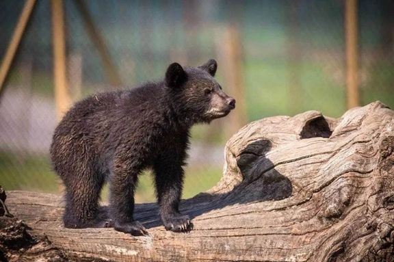 یک هفته پس از گم شدن توله خرس در پارک پردیسان؛ حیوان تلف شده یا به فروش رسیده؟