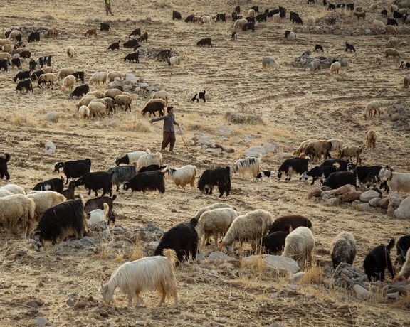 مقام صنفی: گوشت با افزایش هزینه تولید باید کیلویی ۱۸۰ هزار تومان باشد