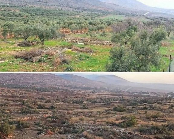 قبل و بعد از ریشهکن کردن درختان زیتون روستای المغیر