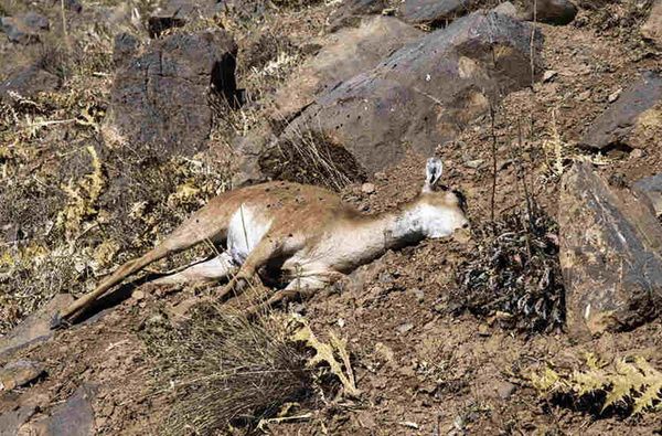 شیوع طاعون نشخوارکنندگان کوچک در چند استان ایران تایید شد