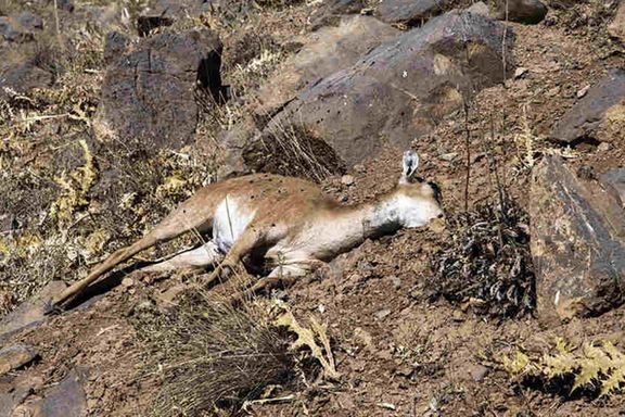 شیوع طاعون نشخوارکنندگان کوچک در چند استان ایران تایید شد