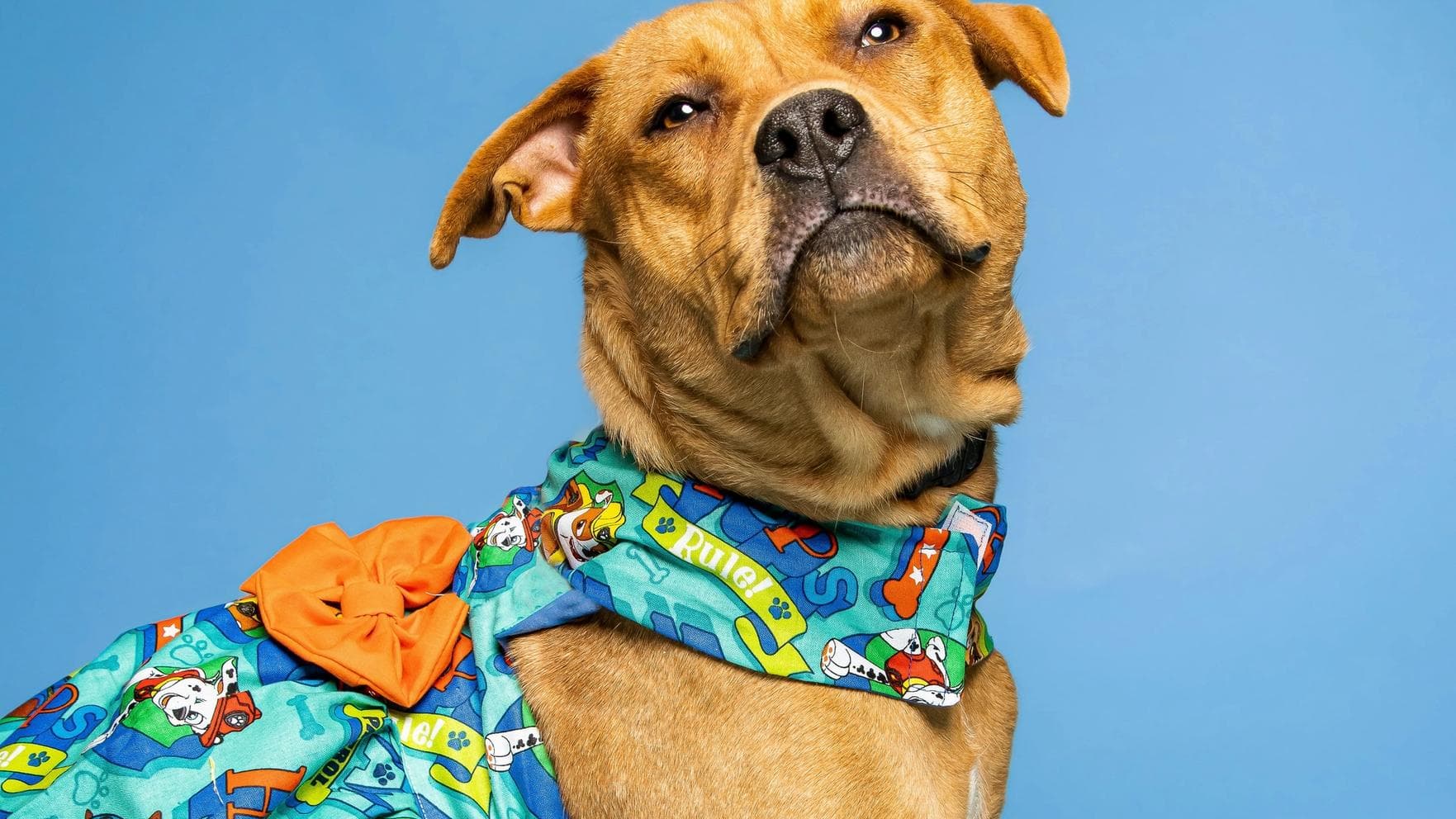 IRGC media calls for ban on sale of pet clothing