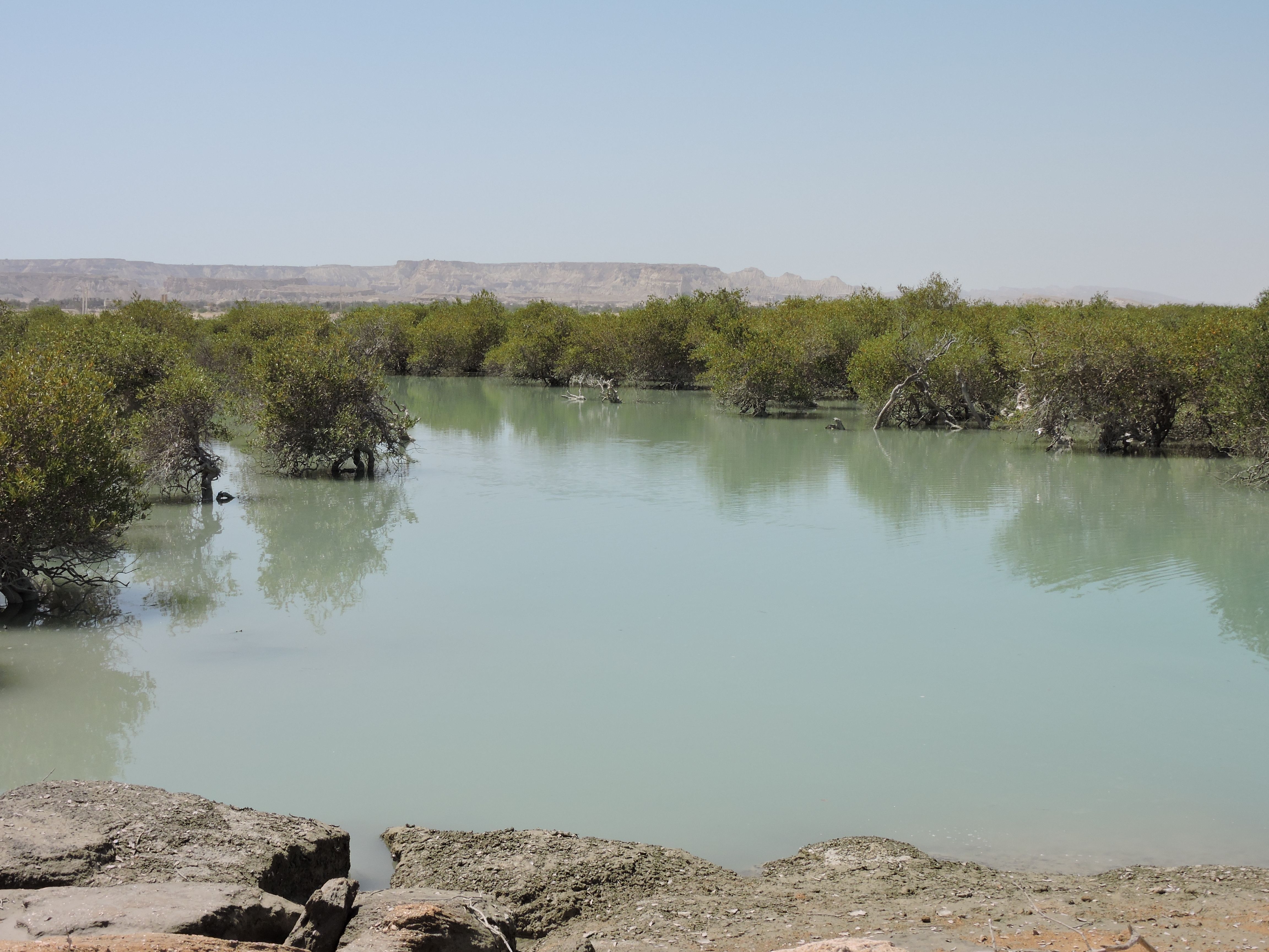 A view of Hara forests in Qeshm