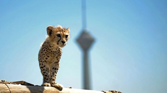 Asiatic cheetah cub Pirouz with Tehran’s Milad tower in the background