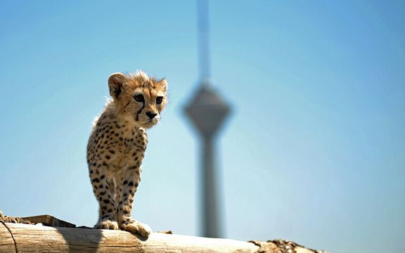 Cheetah Cub’s Death Saddens And Angers Iranians