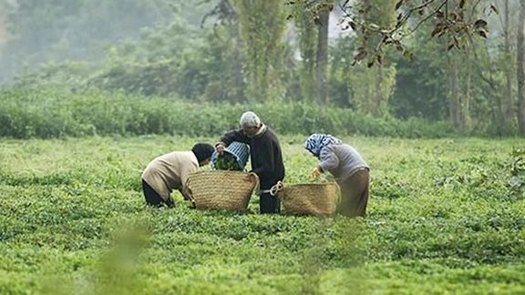 عضو کمیسیون امور داخلی مجلس: هنوز مطالبات چایکاران را ندادهاند پدیده چای دبش ایجاد میشود