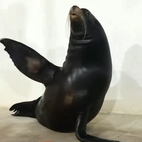 اداره نظارت بر حیاتوحش تهران، مرگ شیر دریایی کالیفرنیایی در باغوحش صفادشت را تایید کرد