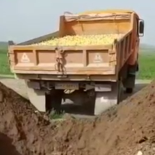 معاون بهبود تولیدات دامی اردبیل: عاملان معدومسازی جوجههای یکروزه، مجازات میشوند